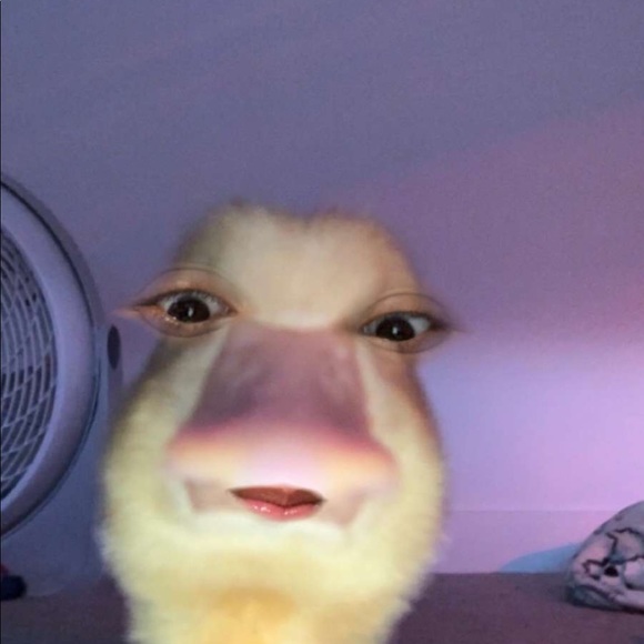 hehevalerie